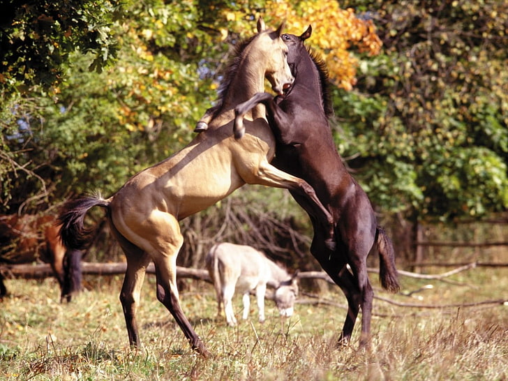 fight horse horse LOVE Animals Other HD Art , horse, fight, HD wallpaper