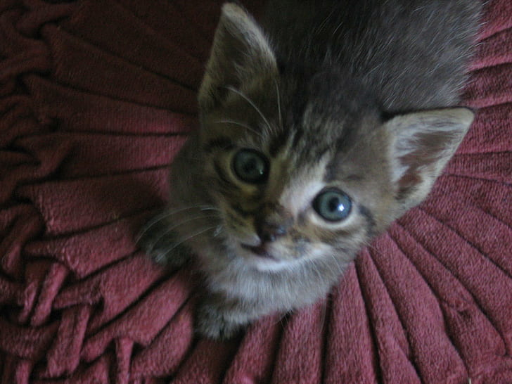 Blue Eyed Gray Kitten, cats, gray, animals, photography, kitten, sweet, purple, cute, HD wallpaper