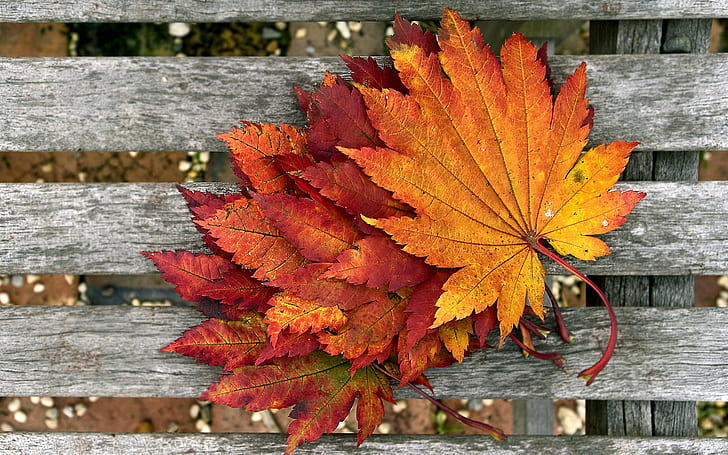 Red maple leaf on the wood, Red, Maple, Leaf, Wood, HD wallpaper