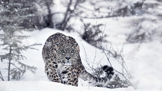 живая природа, леопард, снегопад, млекопитающее, снег, зима, снежный барс, хищник, охота, охота, фотография, охотник, большая кошка, HD обои HD wallpaper