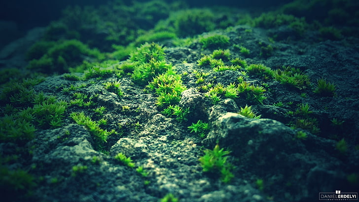 planta de hoja verde y amarilla, naturaleza, musgo, fotografía, verde, azul, roca, Fondo de pantalla HD