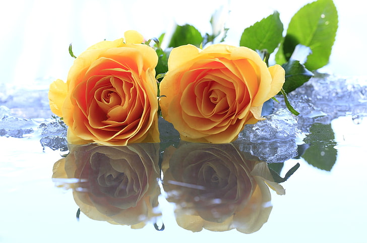 two yellow roses, ice, water, flowers, yellow, roses, HD wallpaper