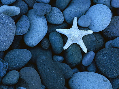 белая морская звезда, морская звезда, камни, берег, серый, гладкий, HD обои HD wallpaper