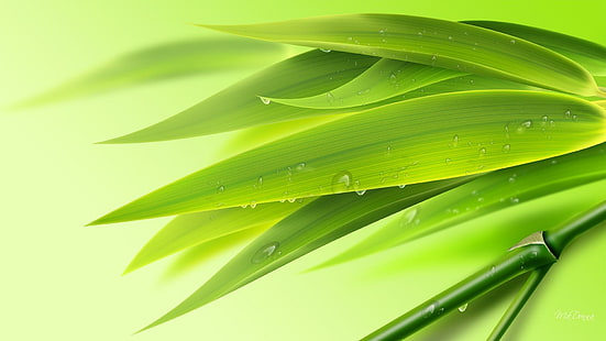 Am frühen Morgen Bambus, Baum, Blätter, Bambus, Grün, Wasser, Chartreuse, Limette, frisch, Natur und Landschaften, HD-Hintergrundbild HD wallpaper