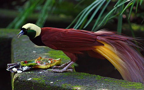 I parenti maschi più grandi dell'uccello del paradiso Paradisaeidae ordinano passeriformi situati nella parte orientale dell'Indonesia, Papua Nuova Guinea e Australia orientale, Sfondo HD HD wallpaper