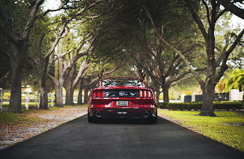 red car, mustang gt500, Ford, nature, rear view, Ford Mustang Shelby, muscle cars, HD wallpaper HD wallpaper
