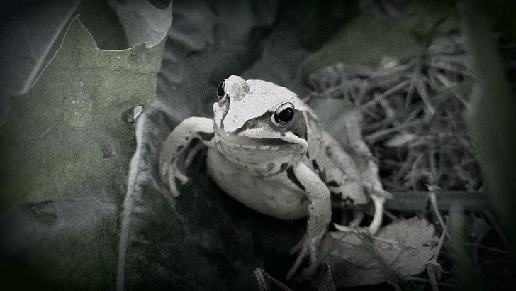 frog, filter, amphibian, vignette, HD wallpaper