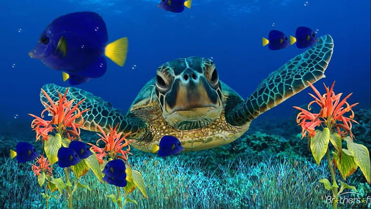 Sea Turtle-underwater-flora-Fish-Art Wallpaper HD-1920 × 1080, Wallpaper HD