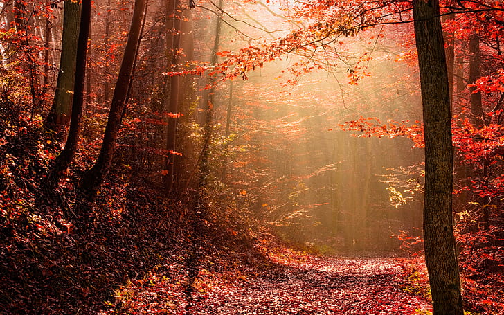 Misty Morning In Autumn, Nature, Autumn, forest, misty, HD wallpaper