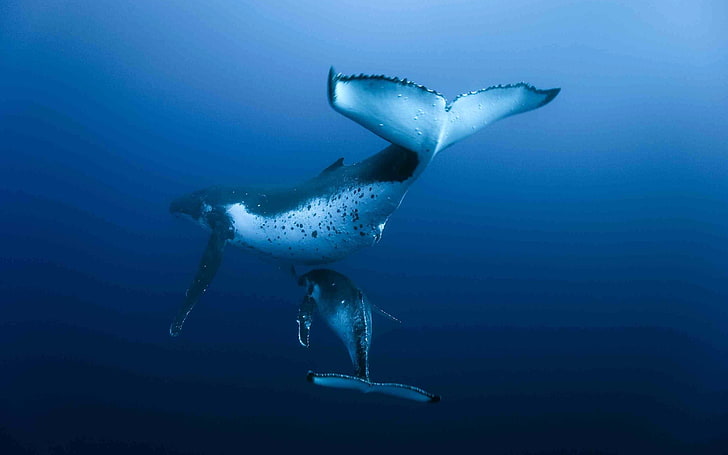 2頭のクジラ、クジラ、水中、動物、 HDデスクトップの壁紙