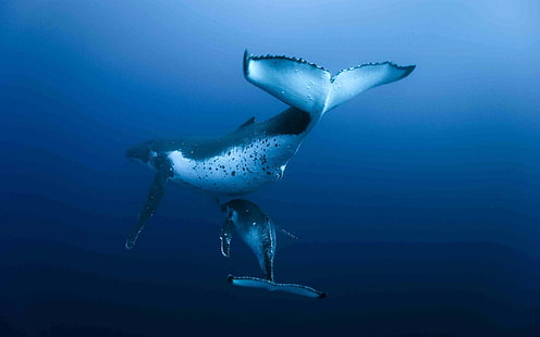 due balene, balene, sott'acqua, animali, Sfondo HD HD wallpaper