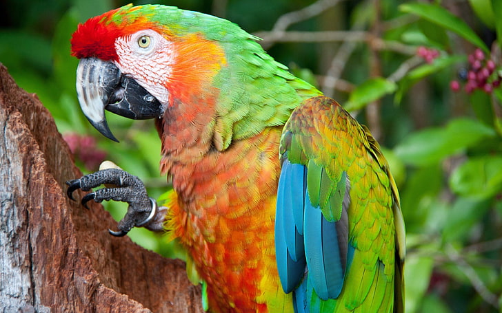 Скарлет ара папагал, папагал, син, червен, зелен, оранжев, HD тапет