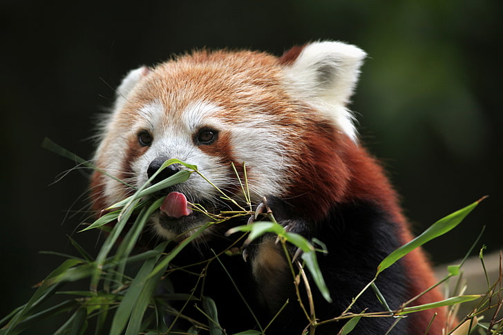 red panda, leaves, nature, blur, red Panda, animals, bokeh, cute, travel, wallpaper., my planet, eats bamboo shoots, size slightly larger cat, HD wallpaper