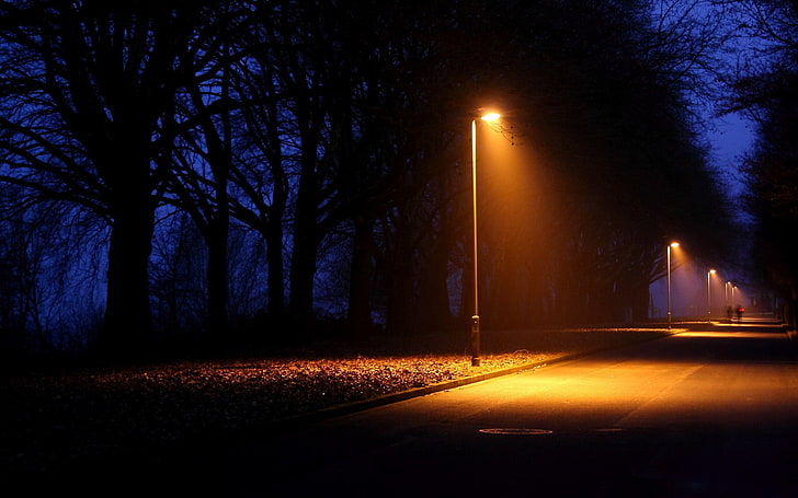 photography, nature, landscape, night, plants, trees, lights, road, HD wallpaper