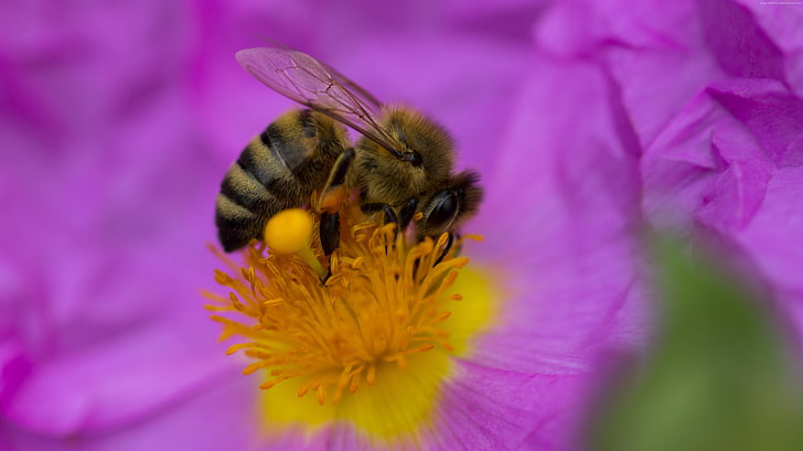 flower, insects, yellow, purple, bee, HD wallpaper