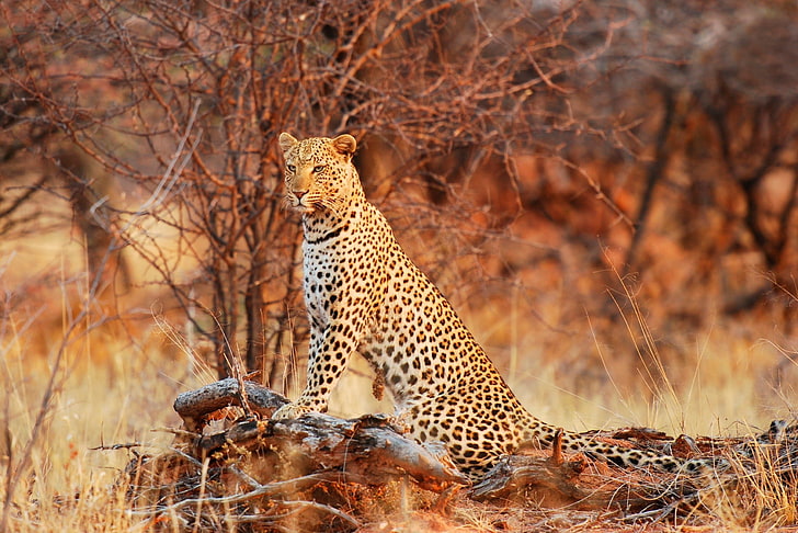 leopard HD tapet, leopard, vildkatt, nåd, natur, rovdjur, HD tapet
