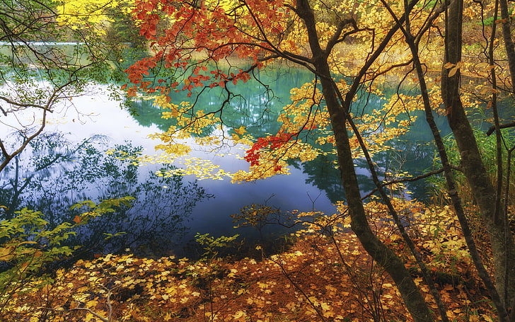 Lake Goshikinuma Fukushima Japan The Color Of Autumn Trees With Yellow And Red Leaves Lake With Turquoise Water Landscape Nature Desktop Hd Wallpaper 3840×2400, HD wallpaper
