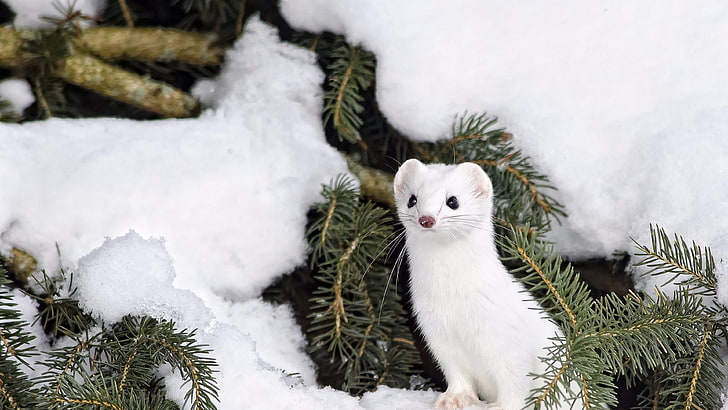 ermine, snow, winter, tree, mink, fur, wildlife, cute, weasel, stoat, marten, HD wallpaper