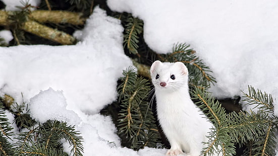ermine, snow, winter, tree, mink, fur, wildlife, cute, weasel, stoat, marten, HD wallpaper HD wallpaper