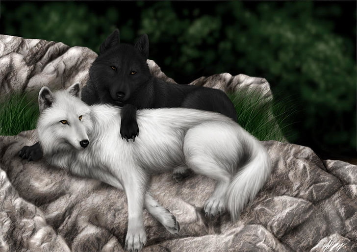 two black and white wolves illustration, Animal, Wolf, Black, Love, White, HD wallpaper