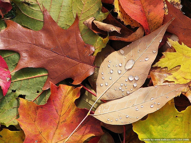 hojas de arce marrón y verde, naturaleza, hojas, gotas de agua, otoño, Fondo de pantalla HD