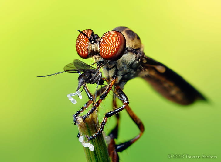 micro photography of Rover fly, robber fly, robber fly, Robber Fly, Prey, micro, photography, Rover, asilidae, robber  fly, robberfly, compound  eyes, antennae, bug, insect, arthropod, macro, macrophotography, pentax  k200d, dslr, slr, prime  lens, smc, f/1.7, extension, tubes, vintage, vivitar, zoom, thyristor, flash  diffuser, softbox, oklahoma, nature, animal, close-up, fly, wildlife, HD wallpaper