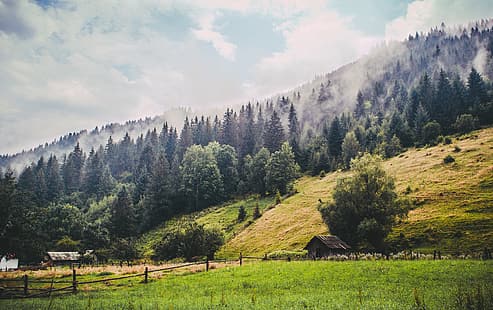 floresta, montanhas, nevoeiro, Ucrânia, Cárpatos, HD papel de parede HD wallpaper