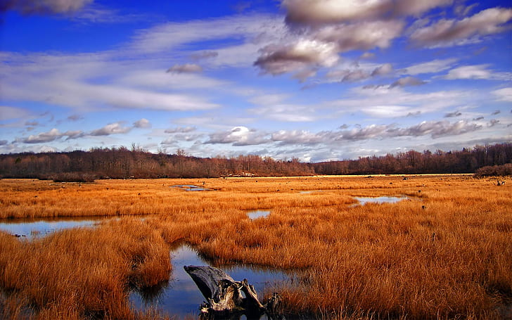 Wetland Swamp блатно пейзаж тапет Hd Съединени американски щати 1920 × 1200, HD тапет