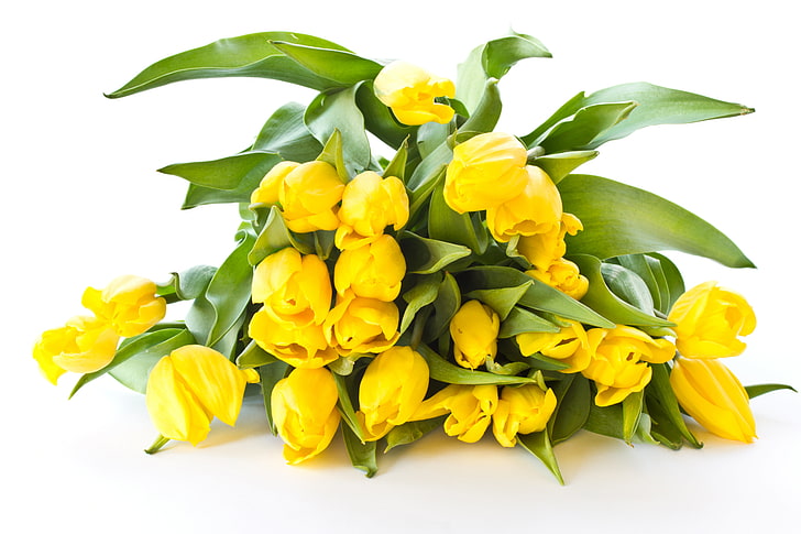 yellow petaled flowers, bouquet, yellow, tulips, white background, HD wallpaper