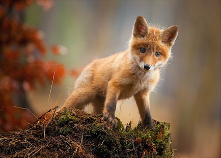 Animal, Fox, Baby Animal, Cub, Cute, HD wallpaper HD wallpaper