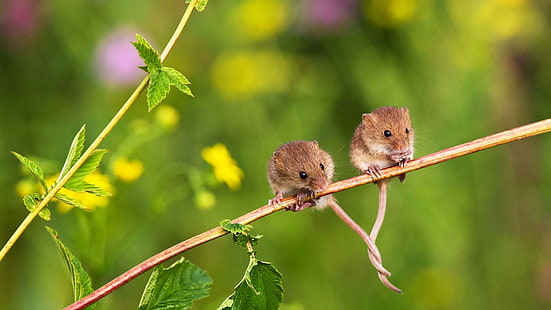  Animal, Mouse, Harvest Mouse, Rodent, Wildlife, HD wallpaper HD wallpaper
