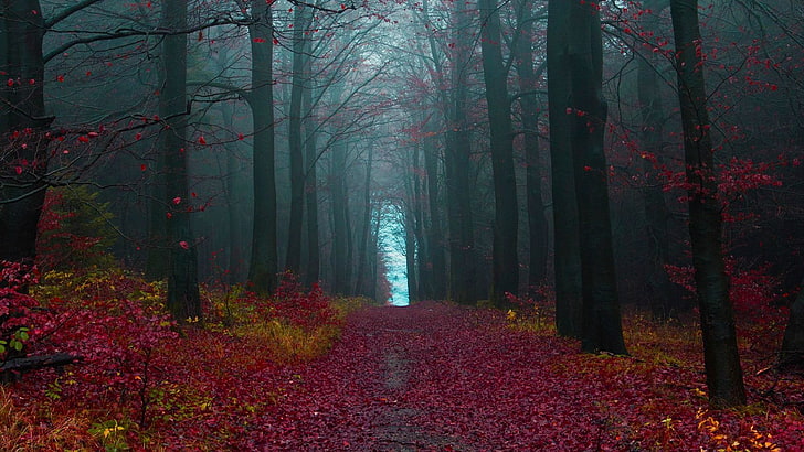 forest digital wallpaper, path, leaves, fall, mist, forest, road, nature, landscape, dirt road, red, Black forest, Germany, HD wallpaper