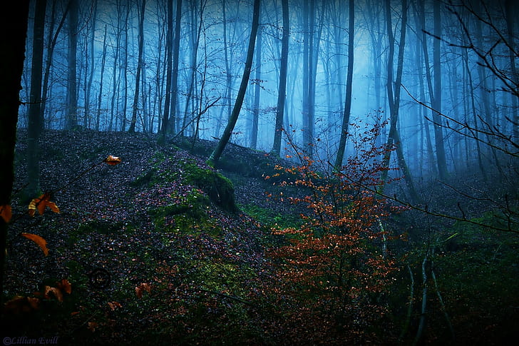 Деревья, лес, природа, туман, листья, лес в ночное время, деревья, лес, природа, туман, листья, HD обои