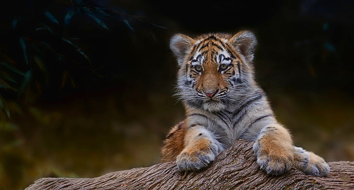 ต้นไม้เสือขนาดเล็กต้นไม้เสือขนาดเล็กสาขา, วอลล์เปเปอร์ HD
