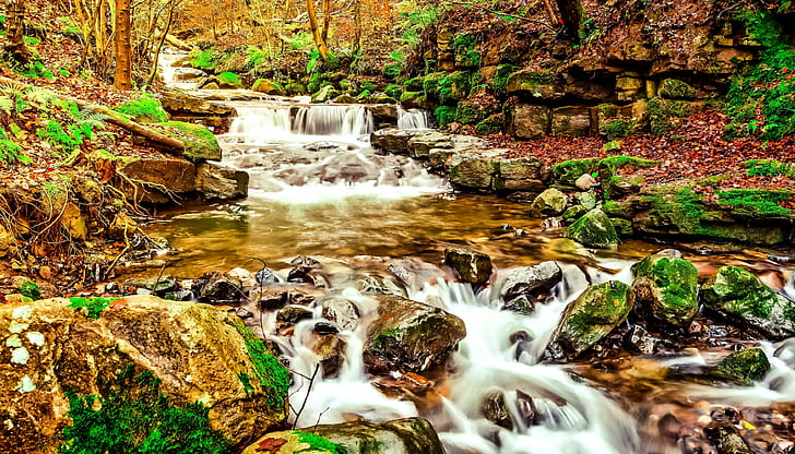 Wald, Fluss, HD-Hintergrundbild