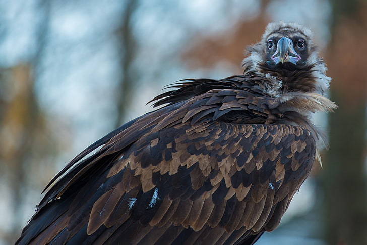 brown eagle, vulture, carrion, bird, predator, HD wallpaper
