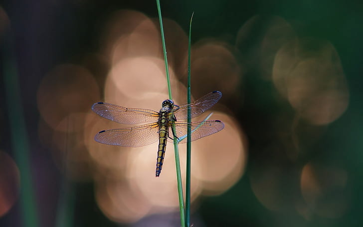 Blue Dragonfly on a Blade of Grass, dragonfly, grass, HD wallpaper