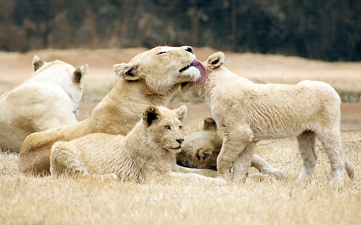Lion Family Love, love, wild, family, animal, animals, HD wallpaper