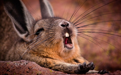 animals rabbits yawning, HD wallpaper HD wallpaper
