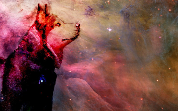purple and green wolf painting, Siberian Husky, dog, HD wallpaper