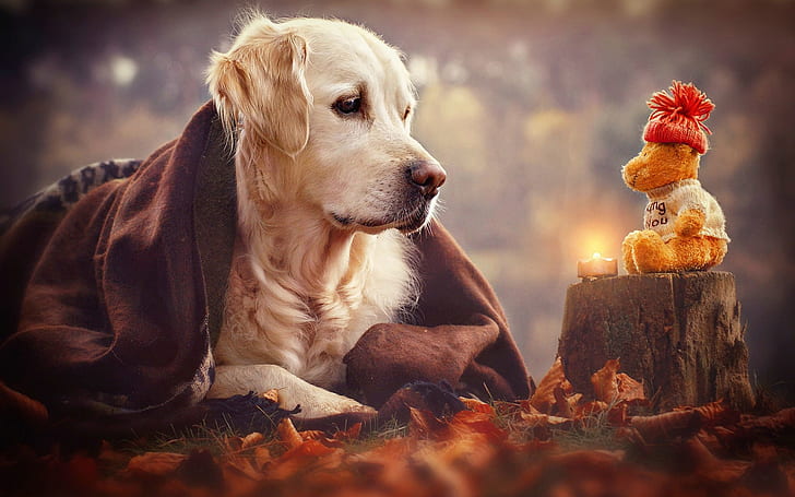 Dog look to toy, golden retriever, Dog, Look, Toy, HD wallpaper