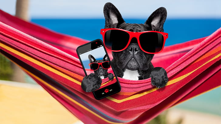 pies, okulary przeciwsłoneczne, buldog francuski, rasa psa, telefon komórkowy, Tapety HD