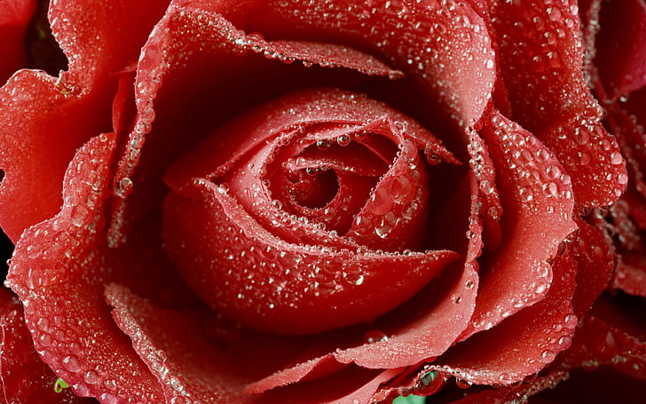 Dewy Red Rose, Rose, Dewy, Sfondo HD