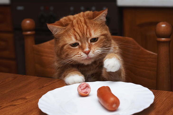 language, cat, look, pose, table, background, food, portrait, paws, red, plate, chair, the plot, kitchen, meat, wooden, face, brown, hunger, cool, theft, Kote, funny, lunch, sausage, dish, meal, appetite, hungry, steals, boiled, mute mute, hunger is not my aunt, HD wallpaper