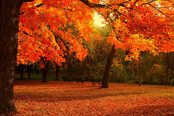 automne, campaign, fall, landscapes, leaf, nature, rain, season, tree, wet, HD wallpaper