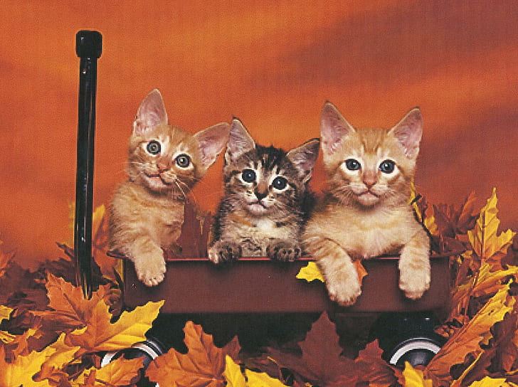 Tre kattungar i en röd vagn, löv, vagn, kattungar, djur, HD tapet