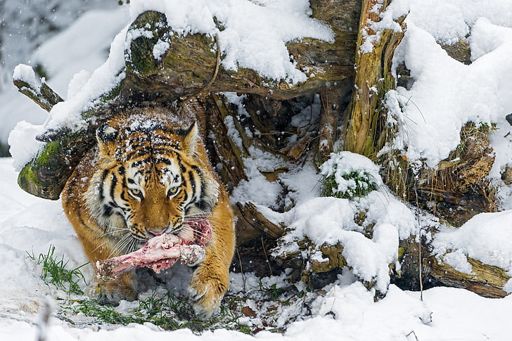 animals, meat, snow, tiger, nature, HD wallpaper
