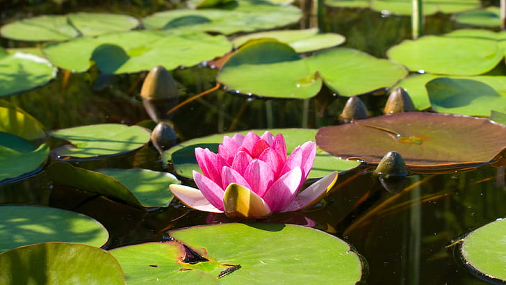 Pink water lily, lotus, pond, water, leaves, pink lotus and green lily pad, Pink, Water, Lily, Lotus, Pond, Leaves, HD wallpaper
