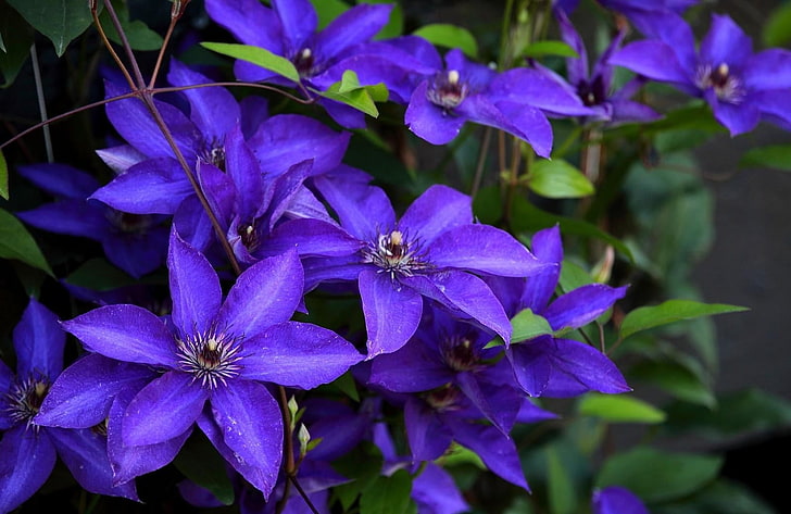 purple 6-petaled flowers, clematis, flowering, purple, close-up, HD wallpaper