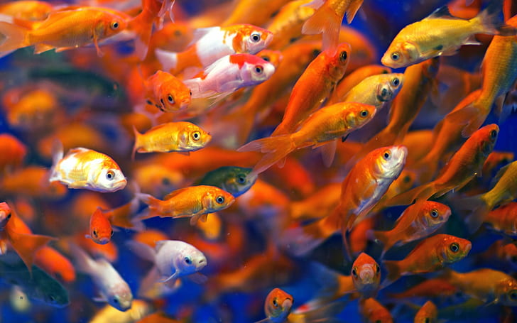 Beaucoup de poissons, poissons rouges, eau, Beaucoup de poissons, poissons rouges, eau, Fond d'écran HD